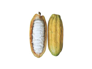 Opened and Unripe Cocoa Fruit Modelo 3D