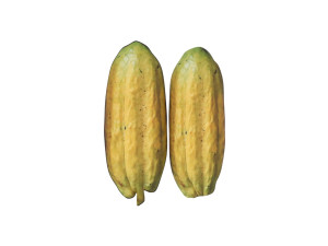 Opened and Unripe Cocoa Fruit Modelo 3D