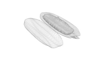 Opened and Unripe Cocoa Fruit Modelo 3D