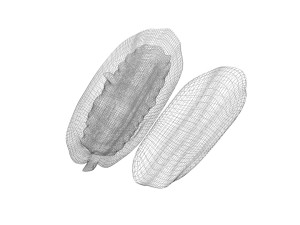 Opened and Unripe Cocoa Fruit Modelo 3D