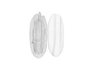 Opened and Unripe Cocoa Fruit Modelo 3D