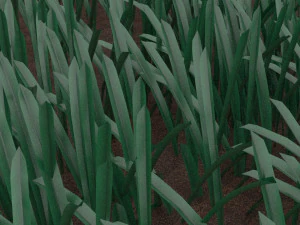 Grass 3D Model