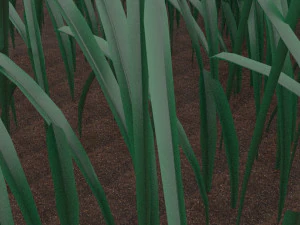 Grass 3D Model