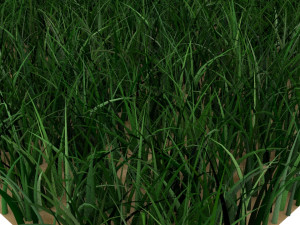Grass 3D मॉडल