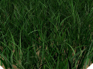 Grass 3D Model