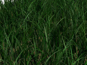 Grass 3D Model