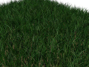 Grass 3D Model