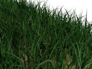 Grass 3D मॉडल