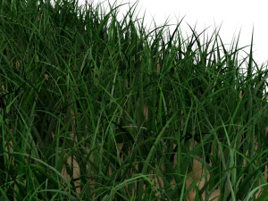 Grass 3D Model