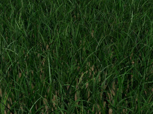Grass 3D Model