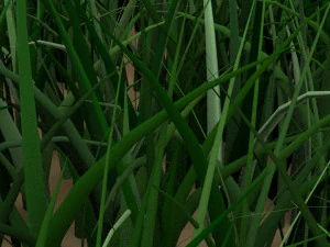 Grass 3D Model