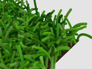 Grass 3D Model
