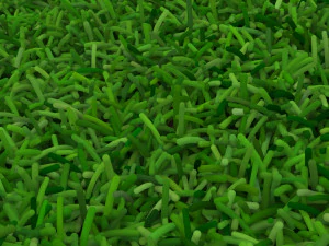 Grass 3D Model