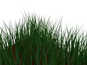 Grass Model 3D