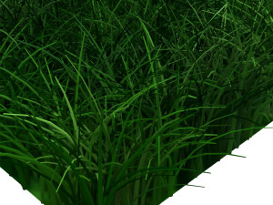 Grasses Modèle 3D