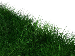 Grasses Modèle 3D