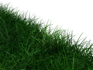 Grasses 3D Model