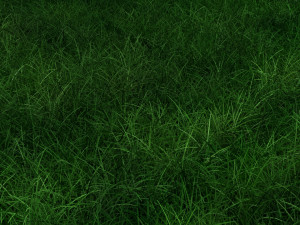 Grasses Modèle 3D