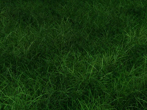 Grasses 3D Model
