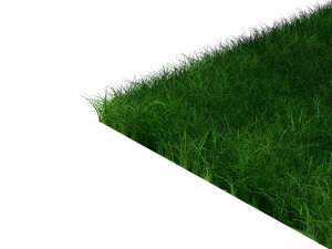 Grasses 3D Model