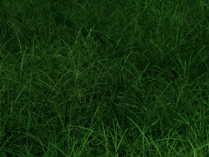 Grasses 3D Model