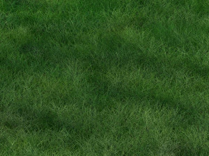 Grass 3D Model