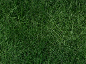 Grass 3D Model
