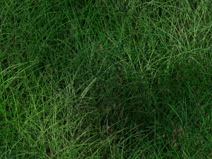 Grass 3D Model