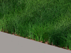Grass 3D Model