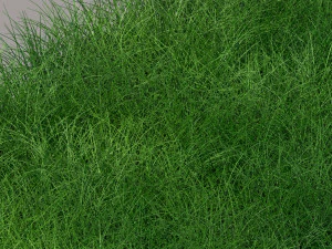 Grass 3D Model