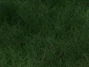Grass 3D Model