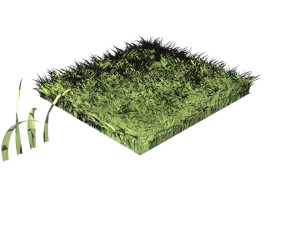 Grasses 3D Model