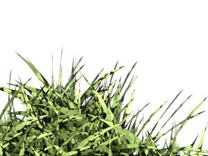 Grasses 3D 模型