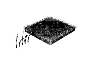 Grasses 3D 模型