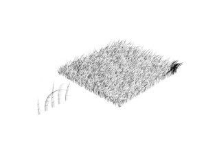 Grasses 3D 模型