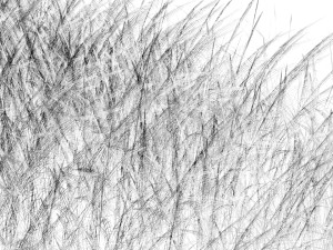 Grasses 3D 模型