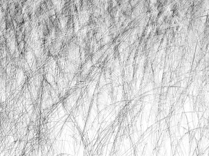 Grasses 3D 模型