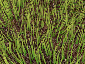 Grass Modèle 3D