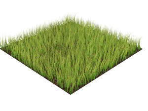Grass 3D Model