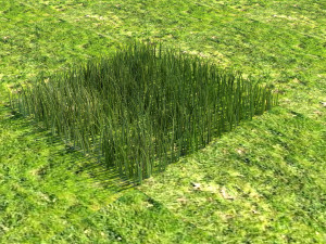 Grass Model 3D