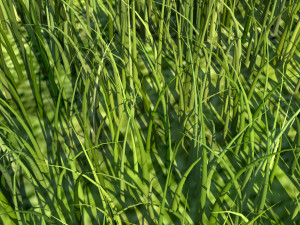 Grass Modelo 3D