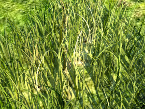 Grass Modelo 3D