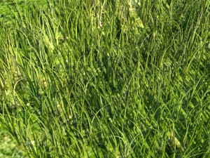 Grass Modelo 3D