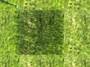 Grass Modelo 3D