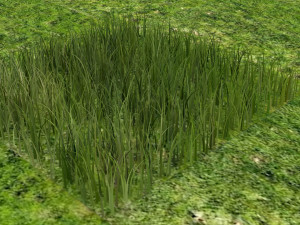 Grass Modelo 3D