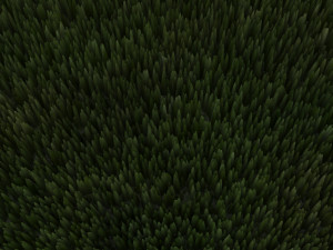 Grass 3D Модель