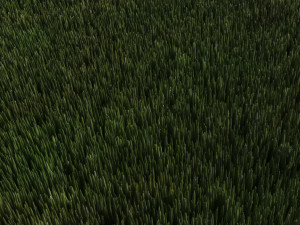 Grass 3D Модель