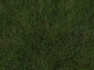 Grasses Set 3D Model