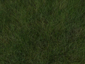 Grasses Set 3D Model