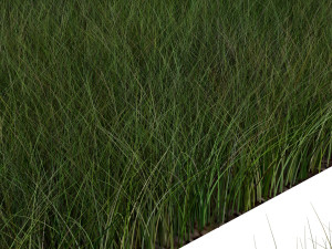Grasses Set 3D Model